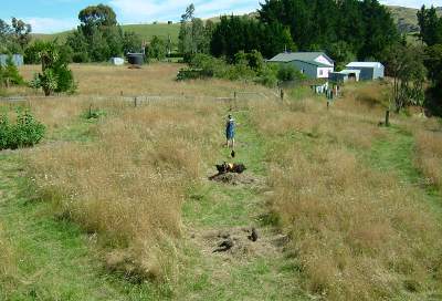 Feeding  the chooks at  specially cleared areas