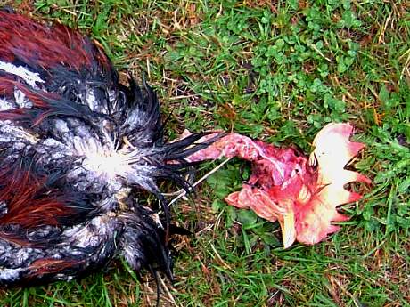 Dead Rooster