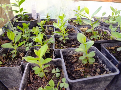 Red cherry guava seeds