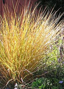 Wind grass bare root plants