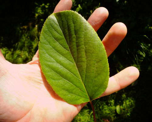 Hardy Kiwifruit Seeds