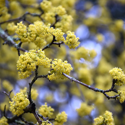 Cornelian cherry seeds