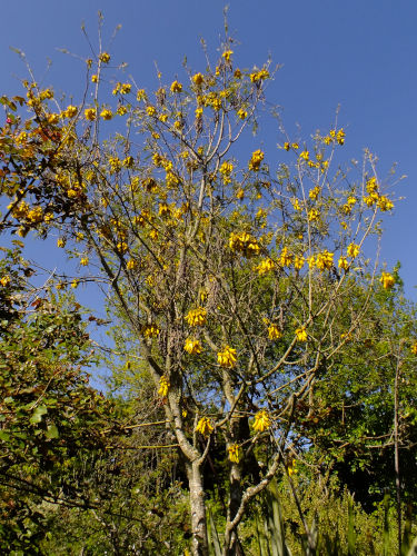 North Island Kowhai seeds