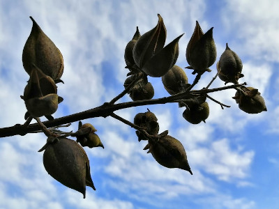 Paulownia Seed