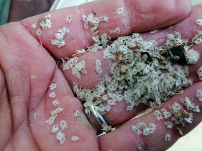Paulownia Seed
