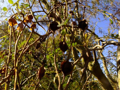 South Island Kowhai seeds