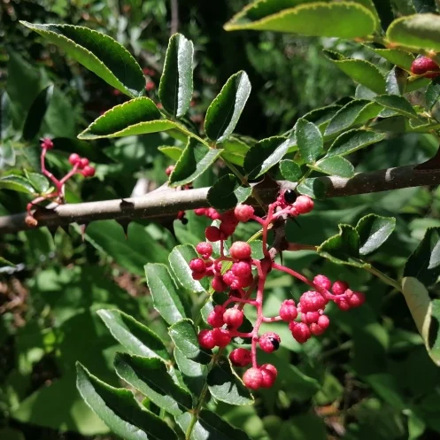 Sichuan Pepper