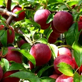 Plum - Hawera scion / bud wood